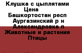 Клушка с цыплятами › Цена ­ 800 - Башкортостан респ., Аургазинский р-н, Александровка п. Животные и растения » Птицы   